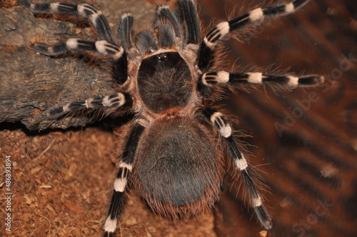 The Brazilian whiteknee tarantula (Acanthoscurria geniculata)  photo