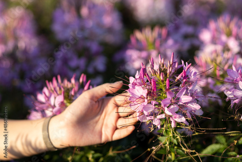 Fototapeta Naklejka Na Ścianę i Meble -  purple flowers in the field because of flowers beautiful full bloom The name of this flower is cleome sparkler lavender, grown on a farm in Thailand.
