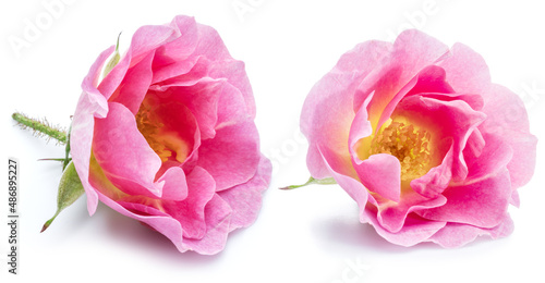 Rose-hips or wild rose berries isolated on a white background. #486895227