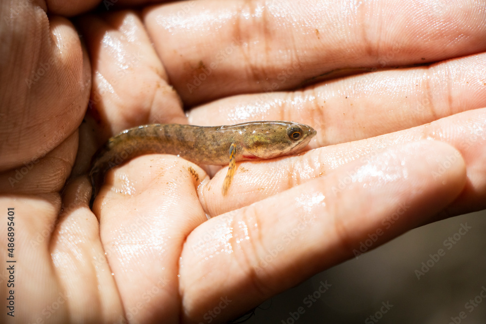 Obraz premium BabySmall fish in hand, snakehead fish in a river in Asian jungle, Thailand