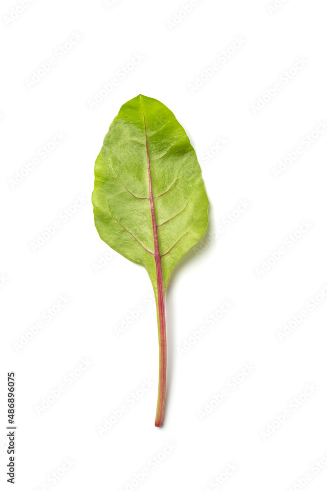 Fototapeta premium Spinach leaves isolated on white background.