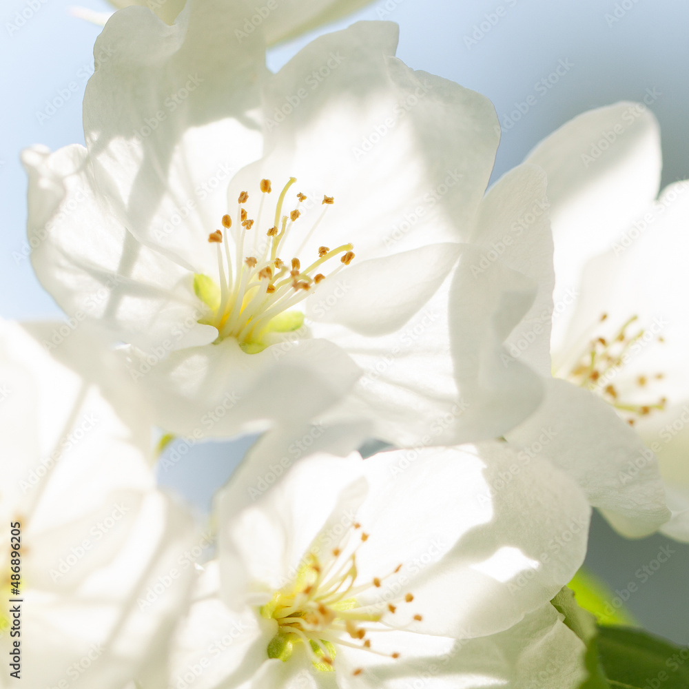 Fototapeta premium tender white apple tree flowers bloom in spring sunny park
