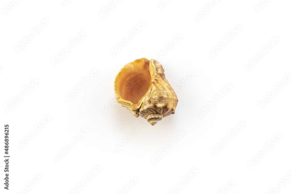 Isolated shells with white Background.