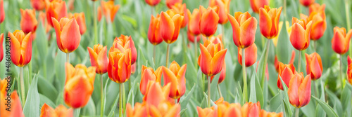 wonderful bright red tulips with an orange border bloom in a spring field #486896230