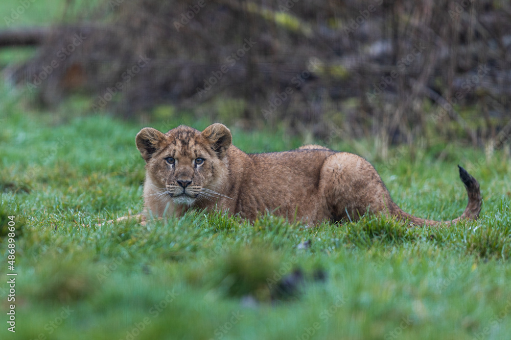 Lion resting in the meadow