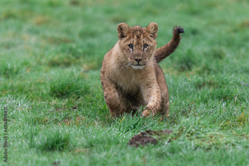 Baby lion playing on the rock