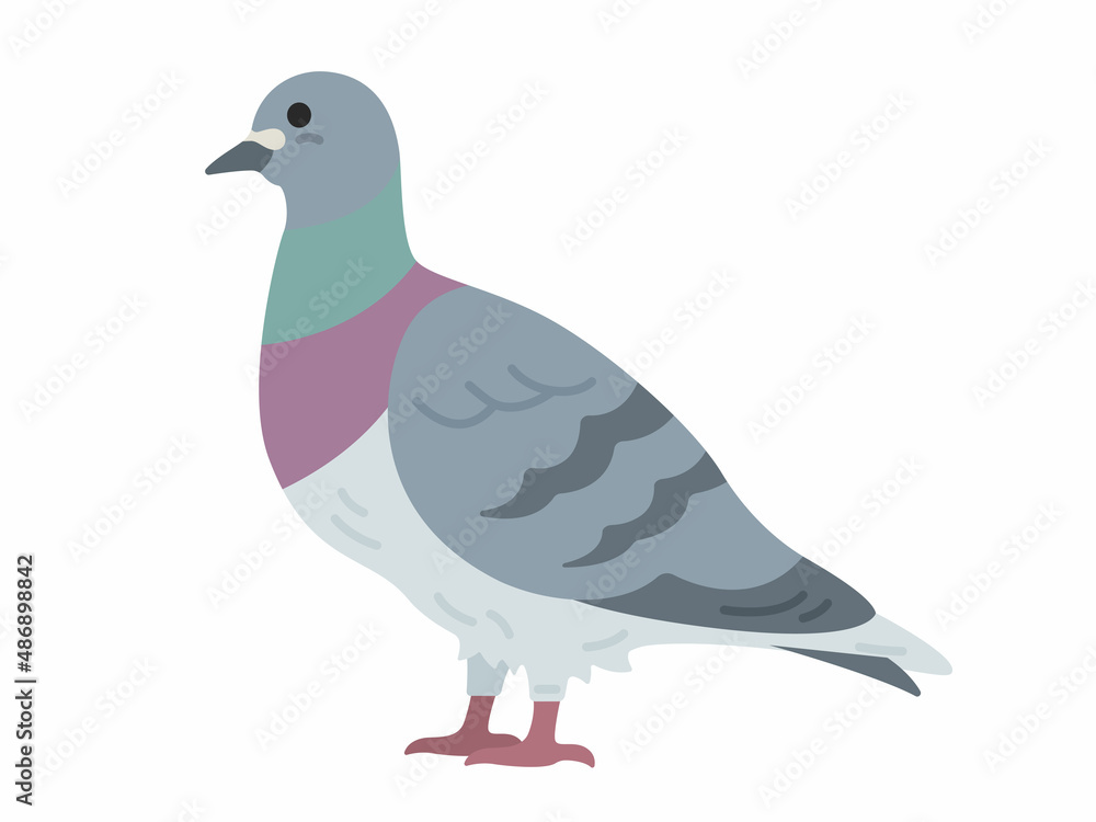 横から見た、鳩のイラスト 横から見た、鳩のイラスト