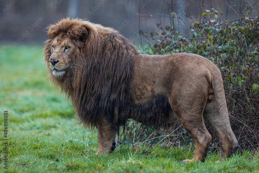 Lion resting in the meadow