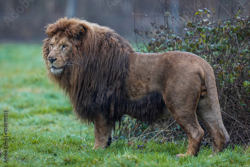 Lion resting in the meadow