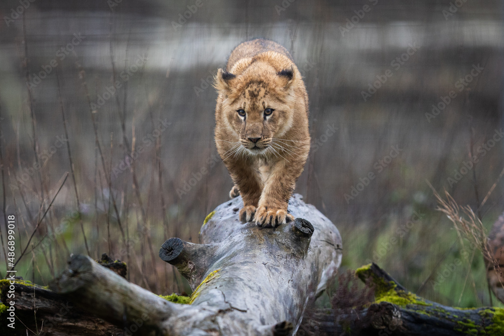 Baby lion playing on the tree