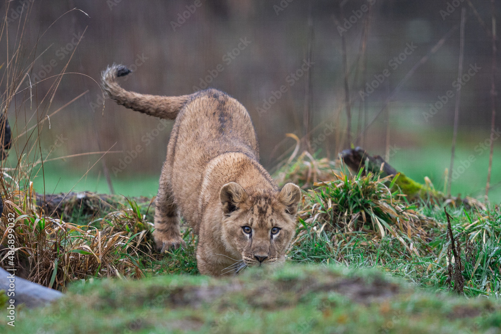 Baby lion playing on the tree