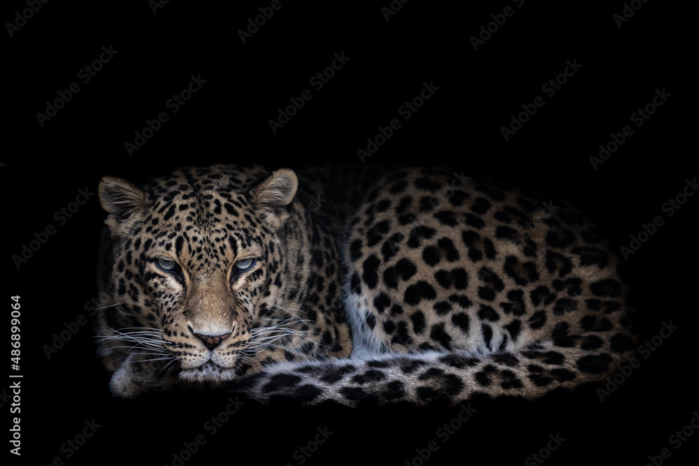 Leopard with a black background