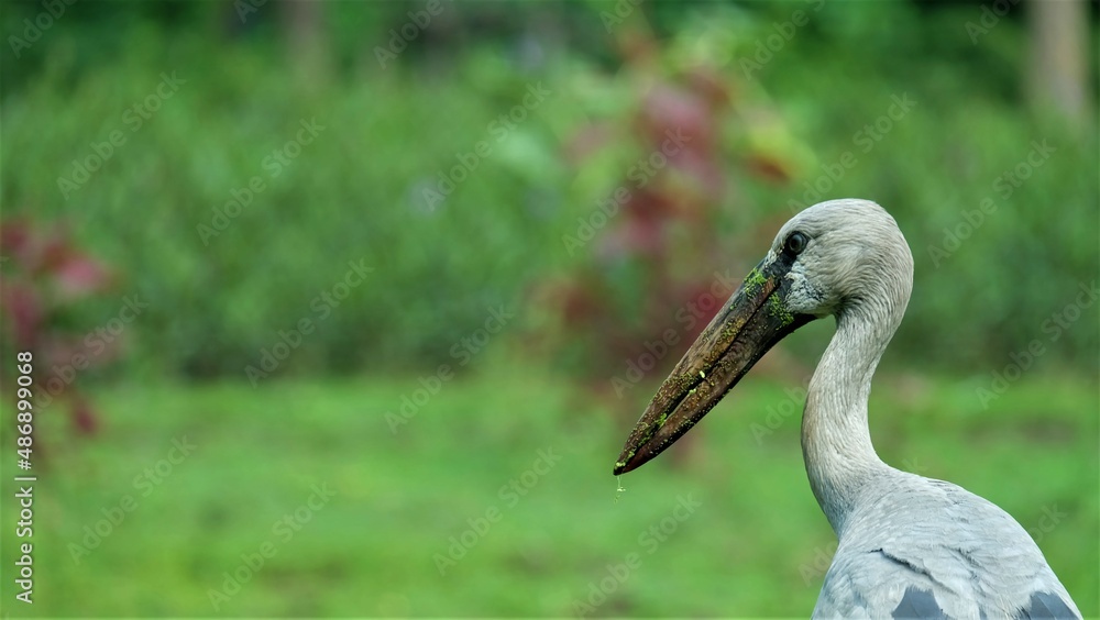 Obraz premium Asian Openbill (Anastomus oscitans) with blurred background.