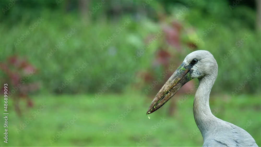 Asian Openbill (Anastomus oscitans) with blurred background. Asian Openbill (Anastomus oscitans) with blurred background.
