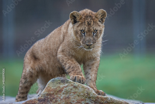 Obraz na płótnie Baby lion playing on the rock w salonie