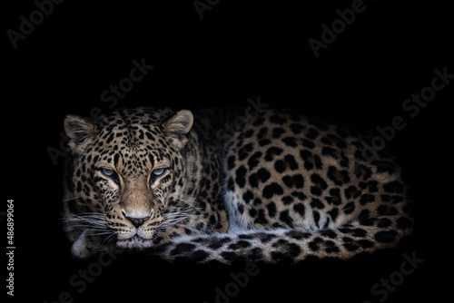 Obraz na płótnie Leopard with a black background w salonie