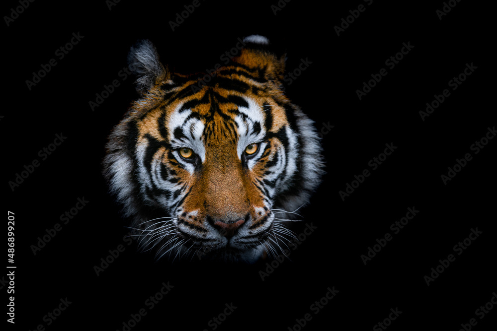 Tiger with a black background