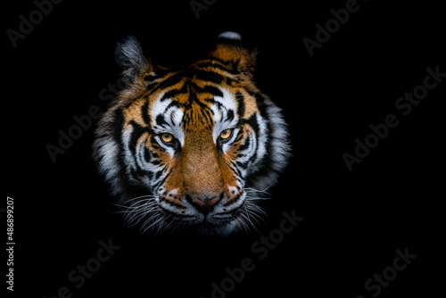 Obraz na płótnie Tiger with a black background w salonie