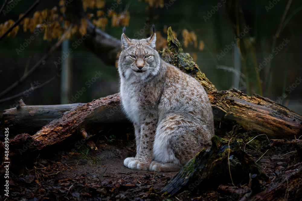 Lynx sitting in the forest