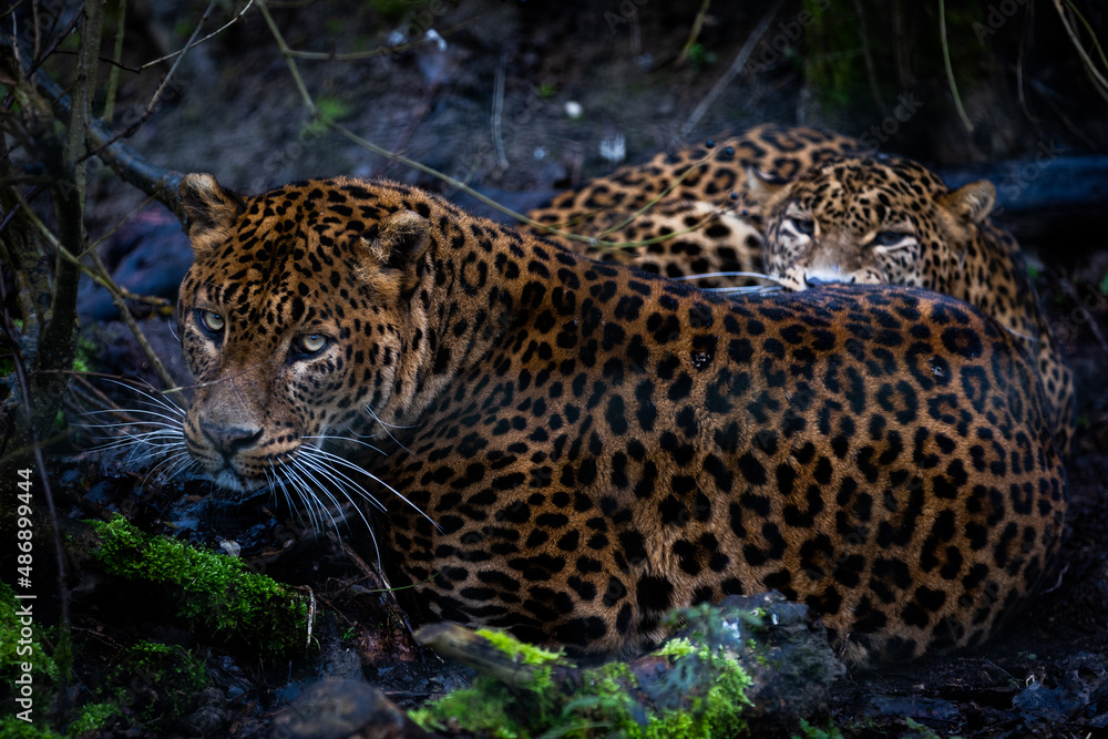 Angry leopard in the forest
