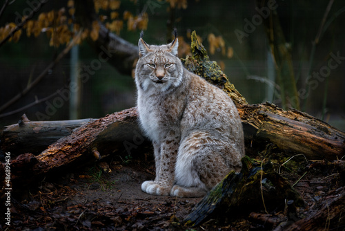 Obraz na płótnie Lynx sitting in the forest w salonie