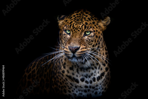 Leopard with a black background © AB Photography