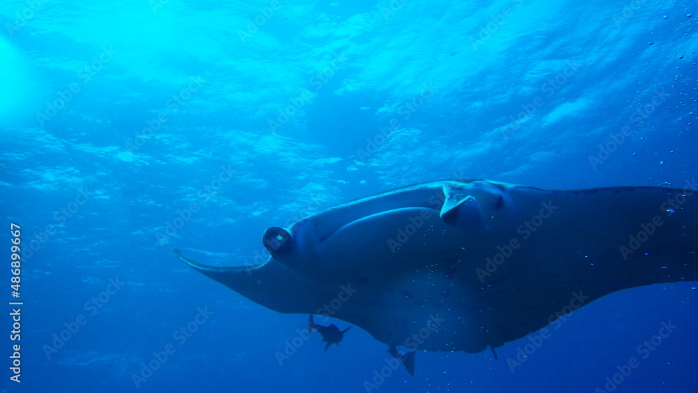 Fototapeta premium view of a diver
