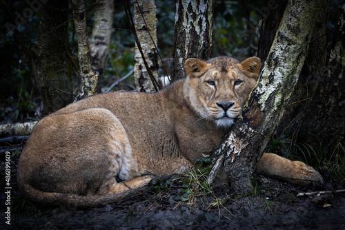Obraz na płótnie Lion resting in the meadow w salonie