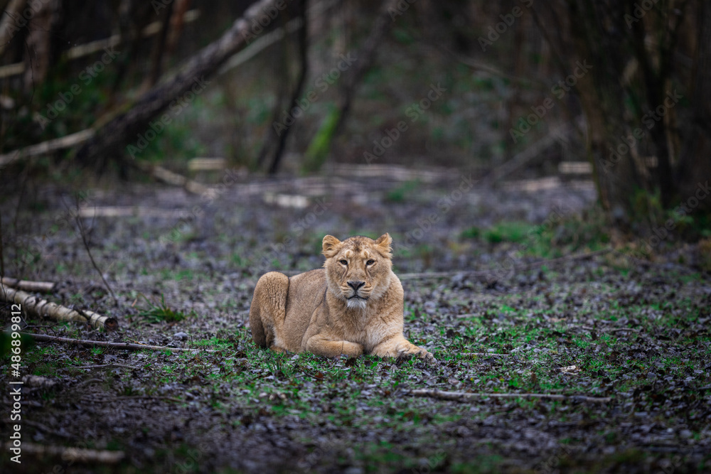 Lion resting in the meadow