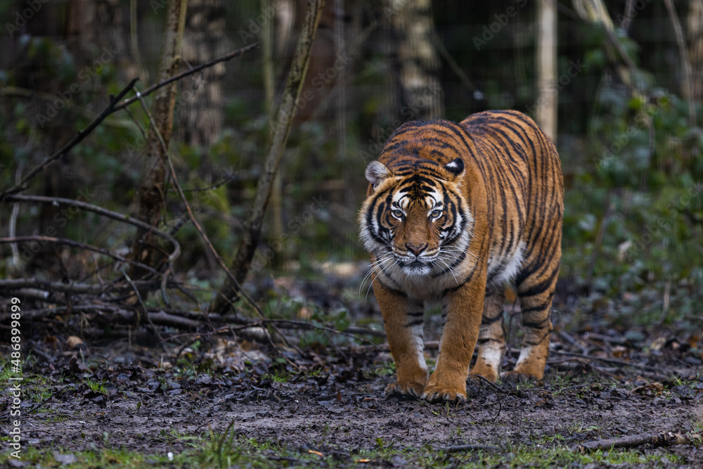 Tiger resting in the forest