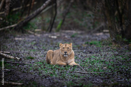 Obraz na płótnie Lion resting in the meadow w salonie