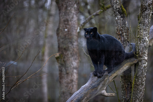 Obraz na płótnie Black panther sitting on a tree w salonie