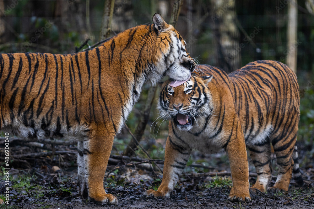 Interaction between two tigers in the forest