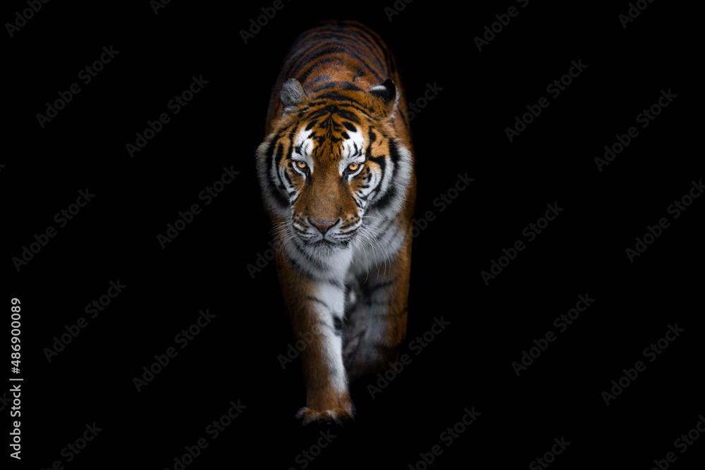 Tiger with a black background