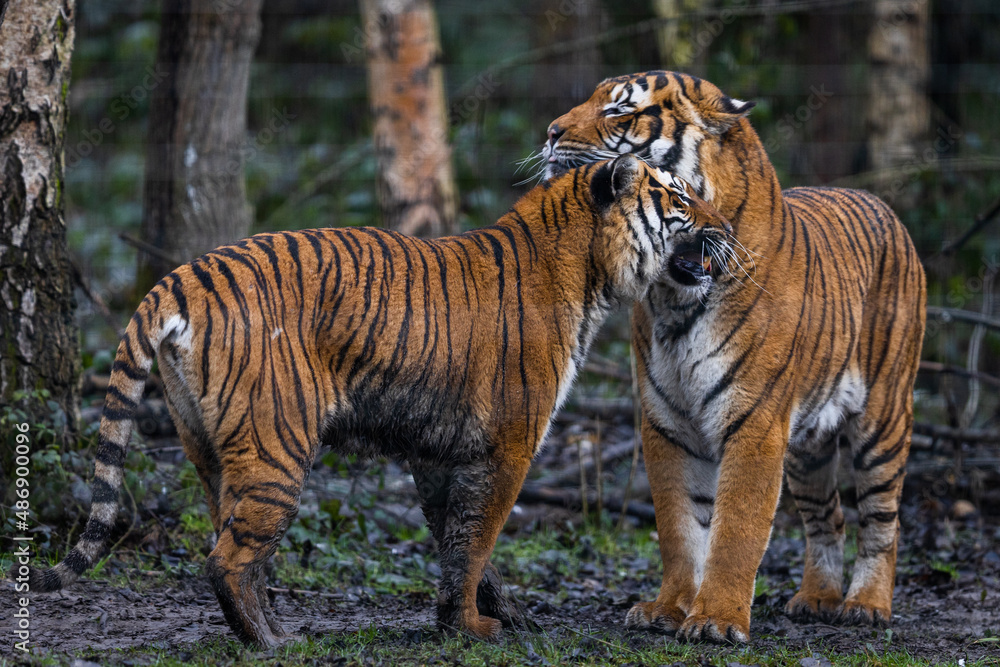 Interaction between two tigers in the forest