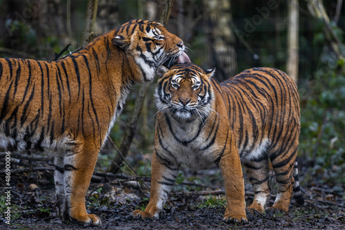 Obraz na płótnie Interaction between two tigers in the forest w salonie