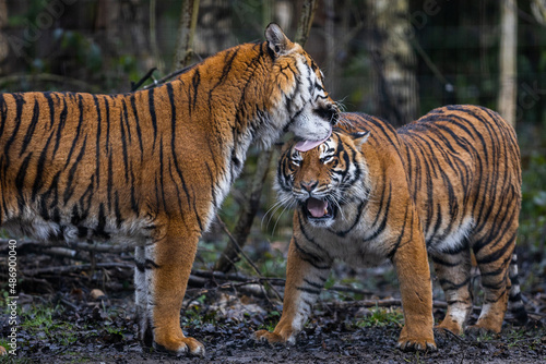 Interaction between two tigers in the forest