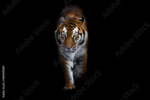 Obraz na płótnie Tiger with a black background w salonie