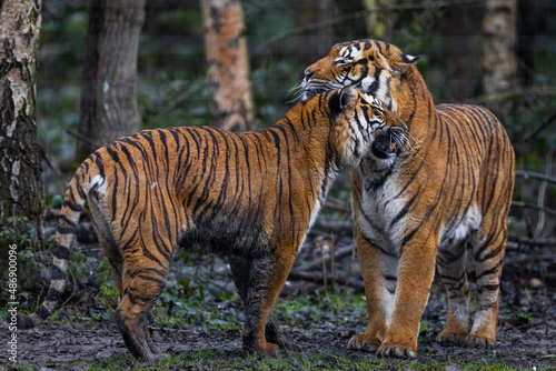 Interaction between two tigers in the forest © AB Photography
