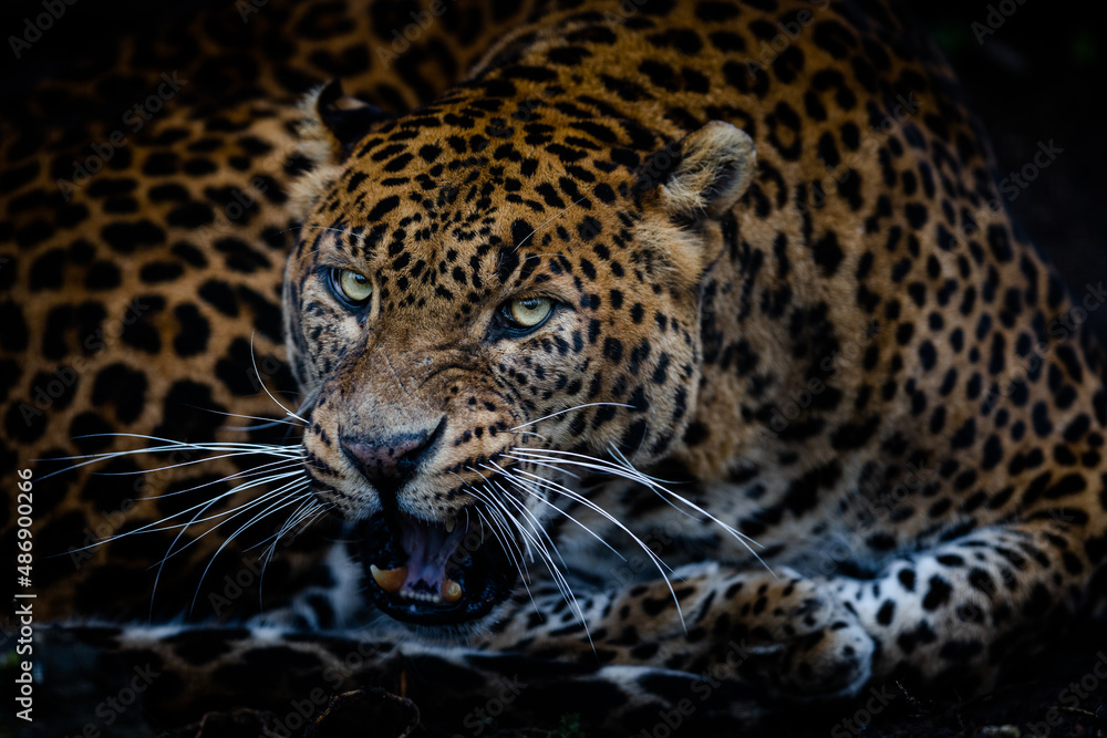 Angry leopard in the forest