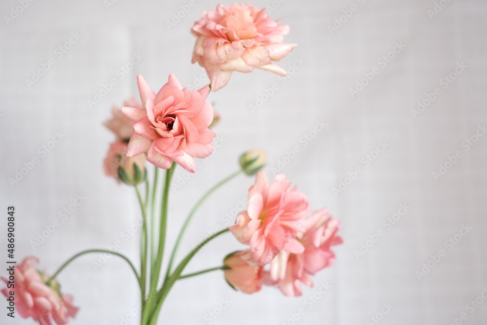 ピンクの綺麗な花 ピンクの綺麗な花