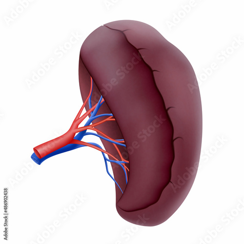 Human Spleen. Human Organs Collection, realistic 3d vector illustration, isolated on white background