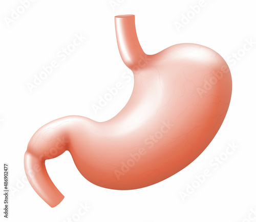 Human stomach isolated on white background. Illustration of the human internal organ. Realistic 3d Vector
