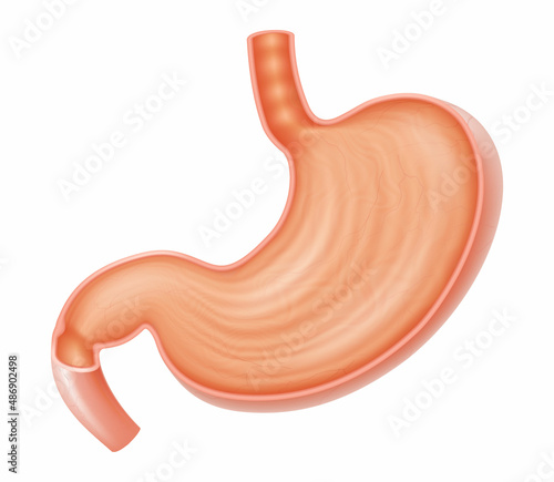 Cross section of stomach. Medical drawing. Healthy human stomach, isolated on white background. Digestive problems. Realistic 3d vector illustration