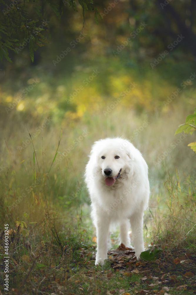 Beautiful maremma sheepdog. Big white patrol dog breed maremmano abruzzese shepherd standing in the forest in autumn.