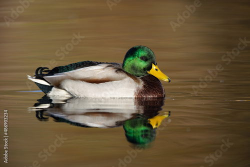 Male Mallard (Anas platyrhynchos) swimming on a pond in the nature protection area Moenchbruch near Frankfurt, Germany. photo