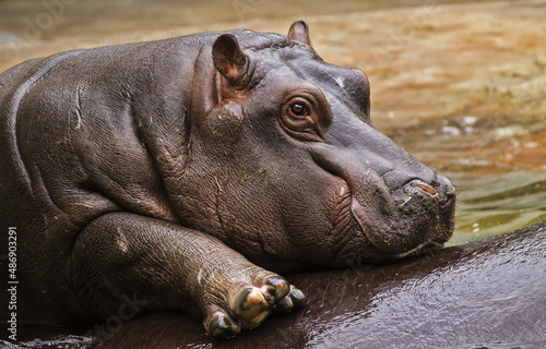 Tablou canvas hippopotamus (Hippopotamus amphibius) the cub rests on its mother's back half ou