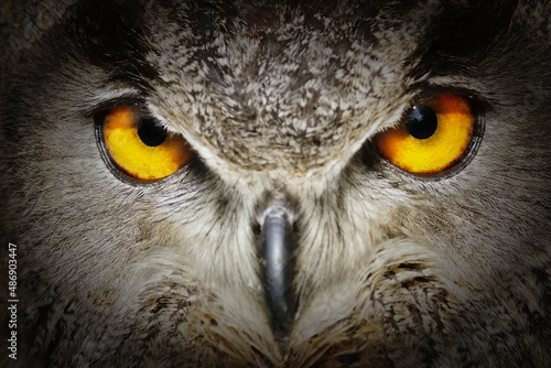 Eurasian eagle-owl (Bubo bubo) detail on the magic eyes