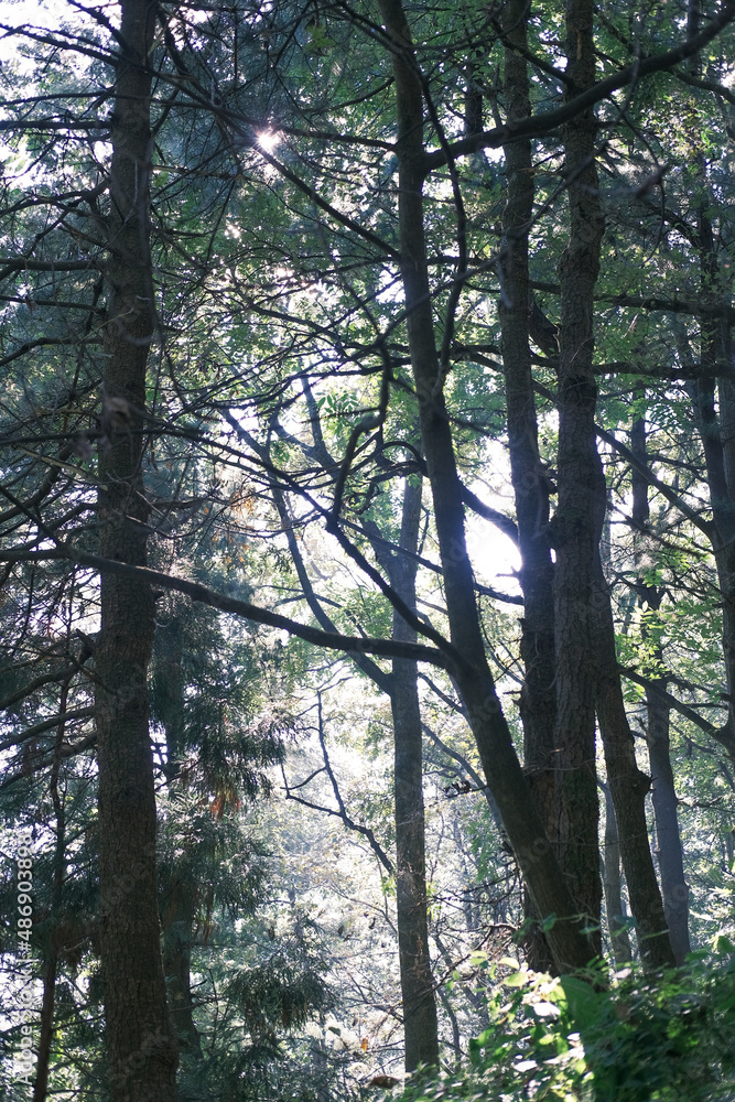 Fototapeta premium morning in the forest