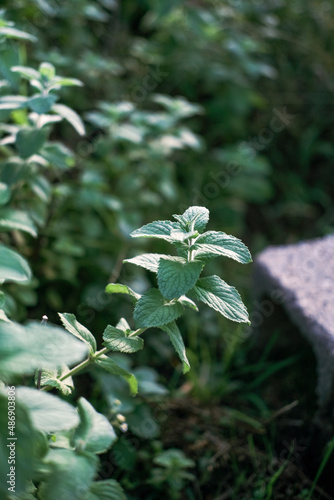 leaves in the garden